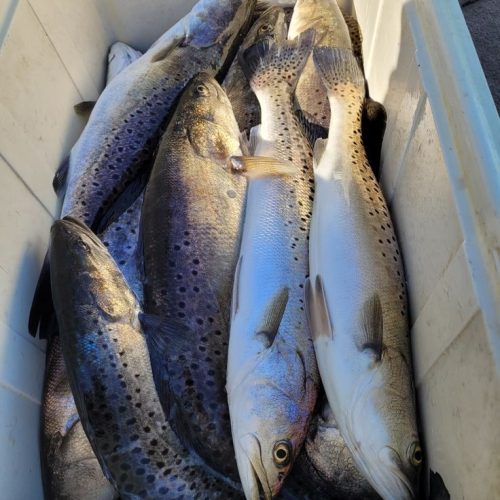 BAÏLA 20KG