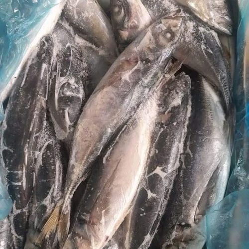 CHINCHARD P ( 1600f/kg)