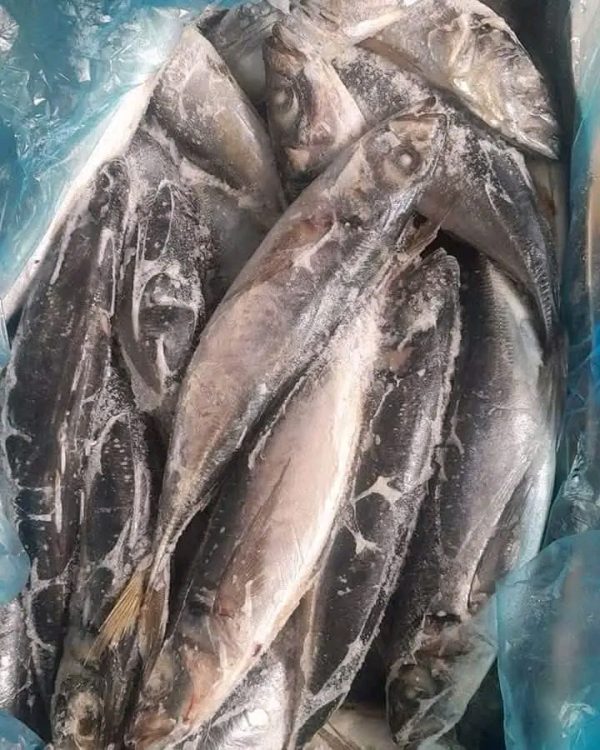 CHINCHARD P ( 1600f/kg)