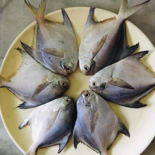 Safar 20kg