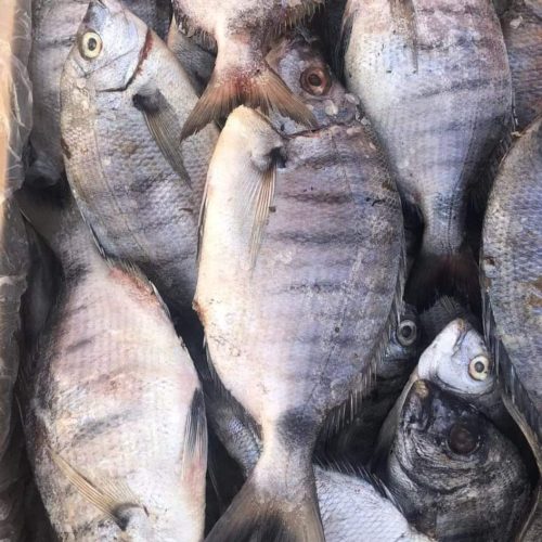 SARGO G 20/KG
