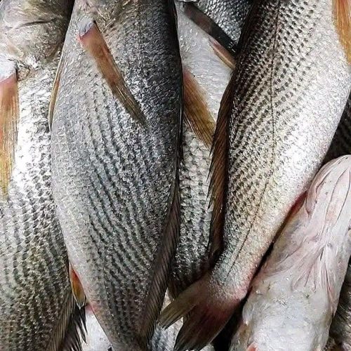 SALEN( Courbine) 20KG