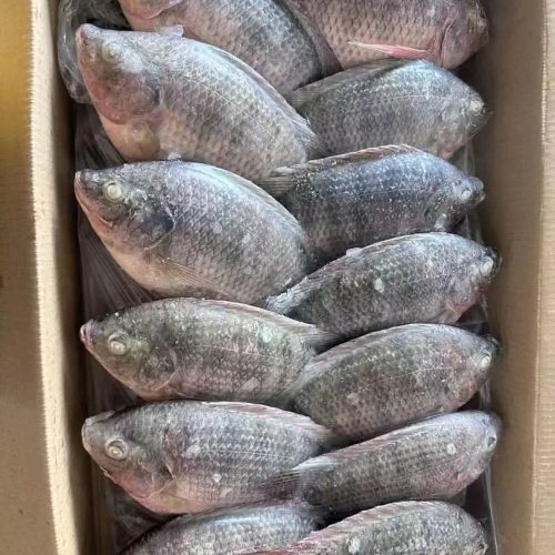 CARPE M 10 KG