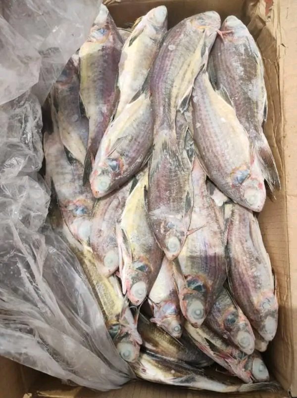 SABADO(Tièkem) 20KG