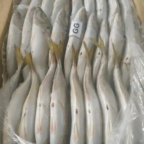 CHINCHARD GG ( Blanc) 20KG