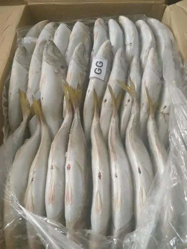 CHINCHARD GG ( Blanc) 20KG