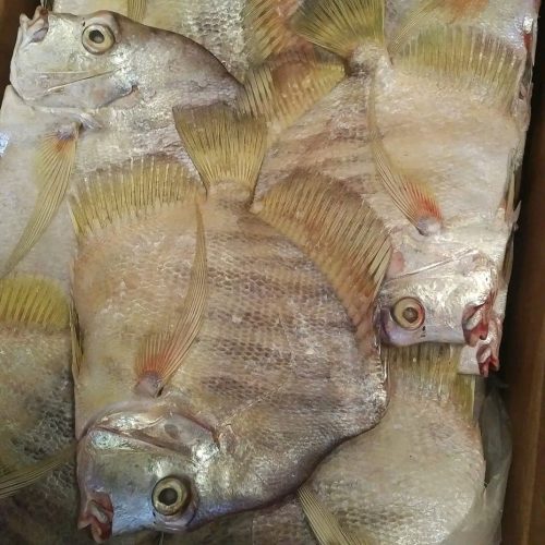 PLAPLAT G 20KG