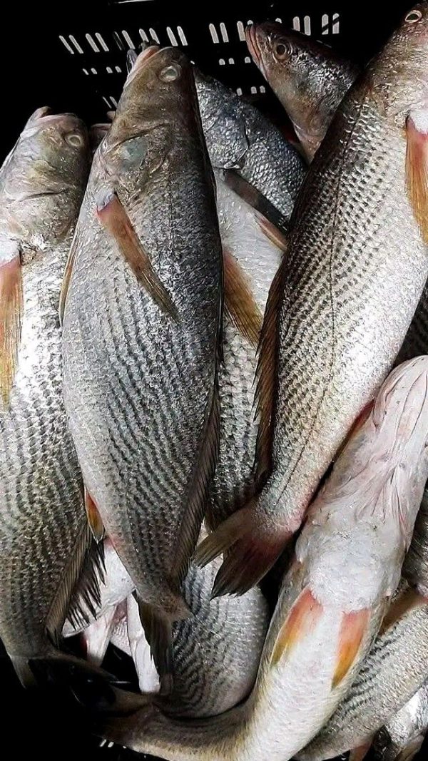 SALEN( Courbine) 20KG