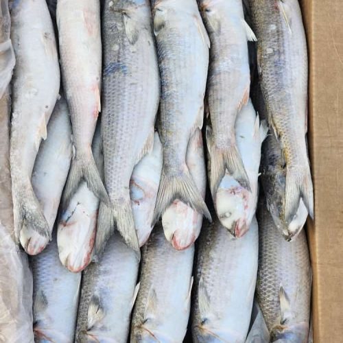 Mulet M 20kg