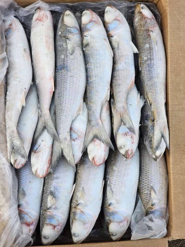 Mulet M 20kg