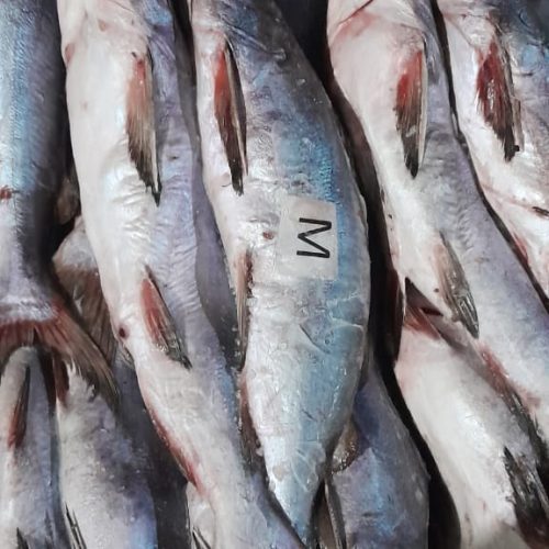 MACHERON M 20kg