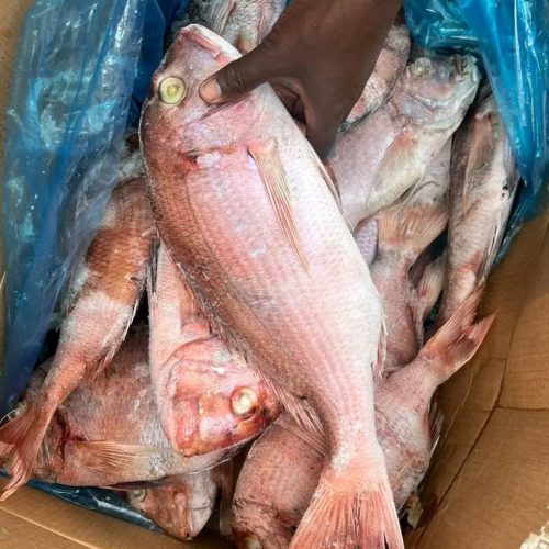 PARGO 20KG