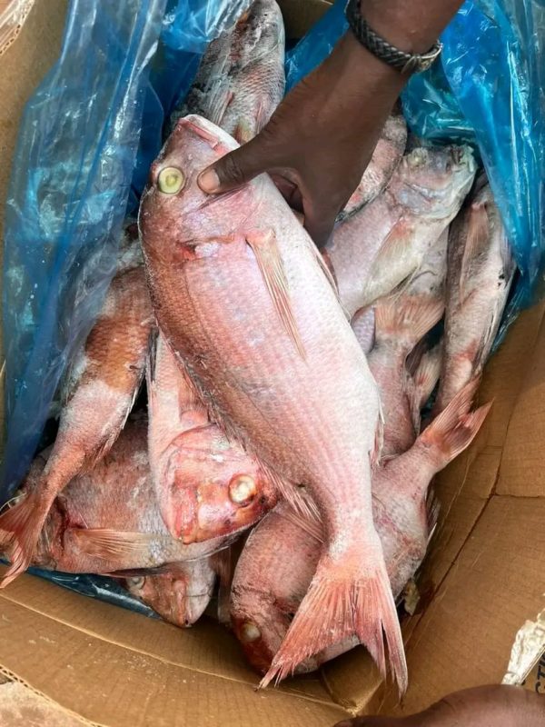 PARGO 20KG