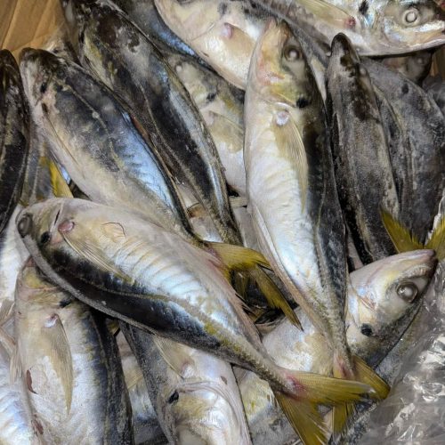 CHINCHARD MB 20KG