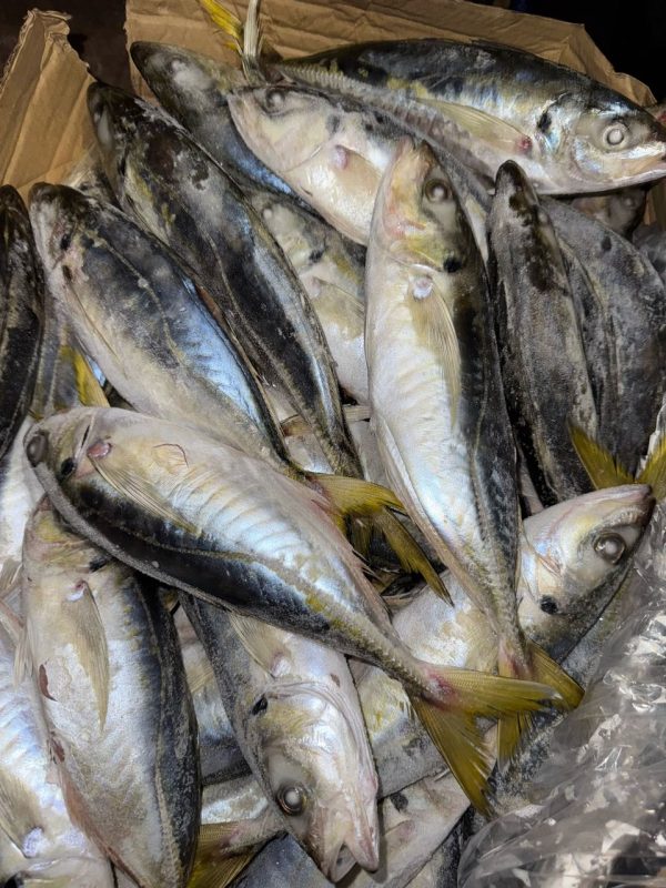 CHINCHARD MB 20KG